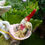 Thumbnail: Garden Gnomes with Pegasus