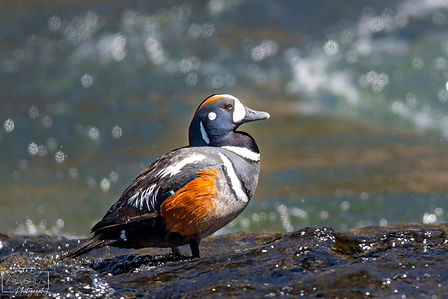 Harlequin Duck Yellowstone 5-21 3x2.jpg