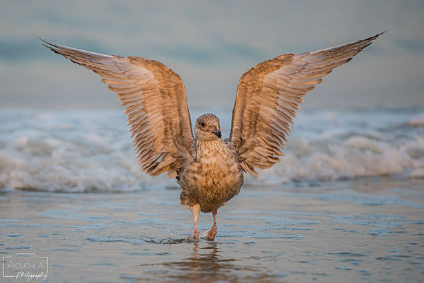 Florida Sunbather 03-15 3x2.jpg