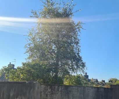 Tree Pruning Glasgow - Parson Street