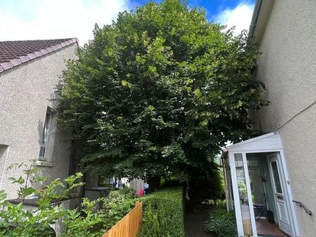 Tree Surgery, Crown Reduction Parkhead, Glasgow