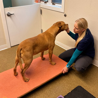 CCL Therapeutic Exercise