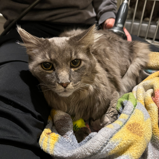 A cat receiving shockwave therapy to his lumbosacral junction. He is calm and cuddling in the lap of the certified veterinary technician performing the therapy.