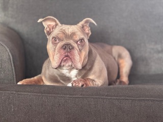 Dr. Julie Sowa's dog