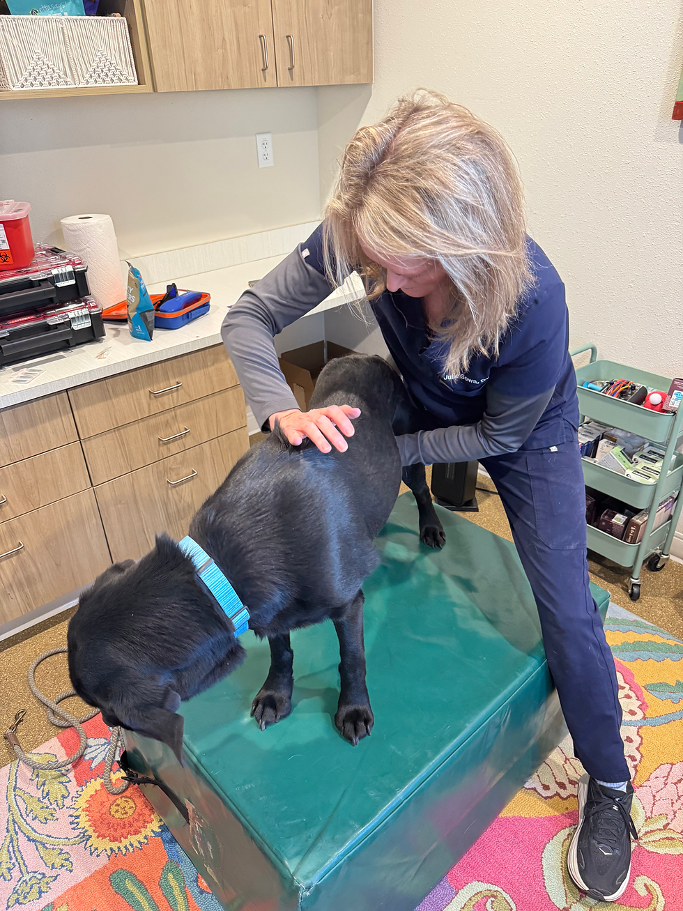 Dr. Sowa performing a chiropractic adjustment of the thoracic region of a canine patient. 