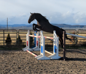 Dr. Julie Sowa's horses