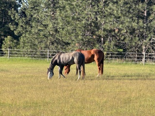 Dr. Julie Sowa's horses