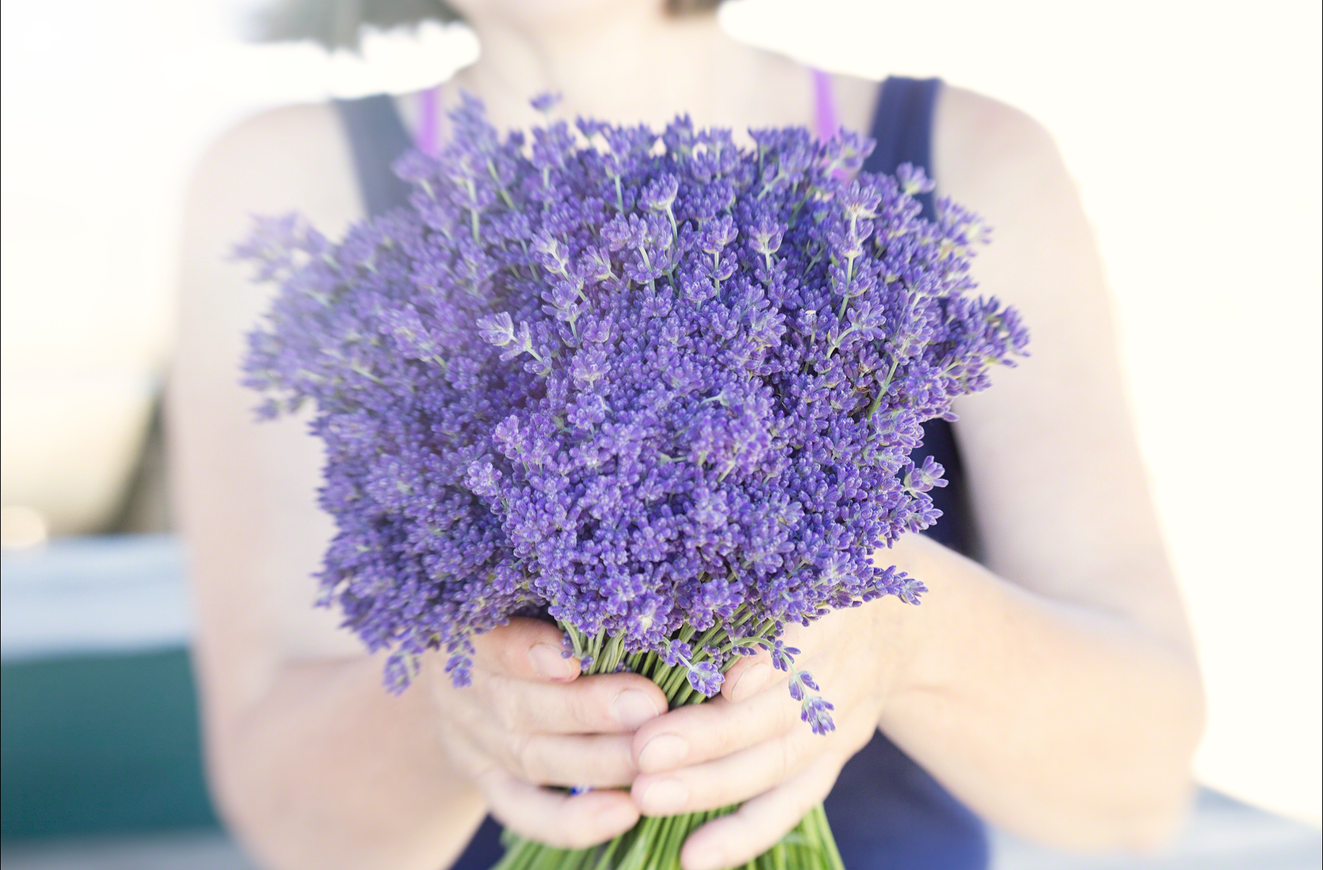Ellen Watson-LAVENDER-9650.png
