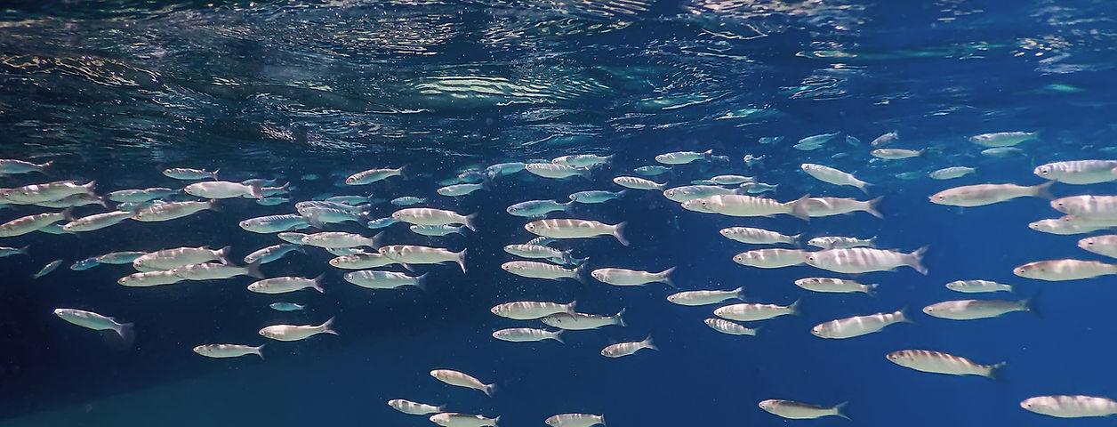 fish_desktop.jpg