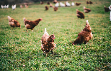 beautiful-shot-chickens-grass-farm-sunny-day.jpg