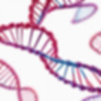 The human genome is the complete set of our DNA organised into chromosomes.
