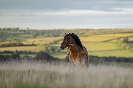 An Exmoor pony 