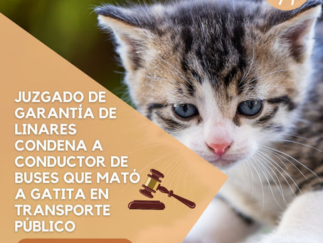 Juzgado de Garantía de Linares condena a conductor que mató a gatita de dos meses en Panimávida
