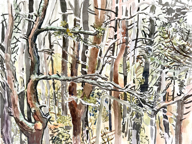 This ink and watercolor painting depicts the pine forests of Cape Cod, where fragrant pines and summer light create a serene