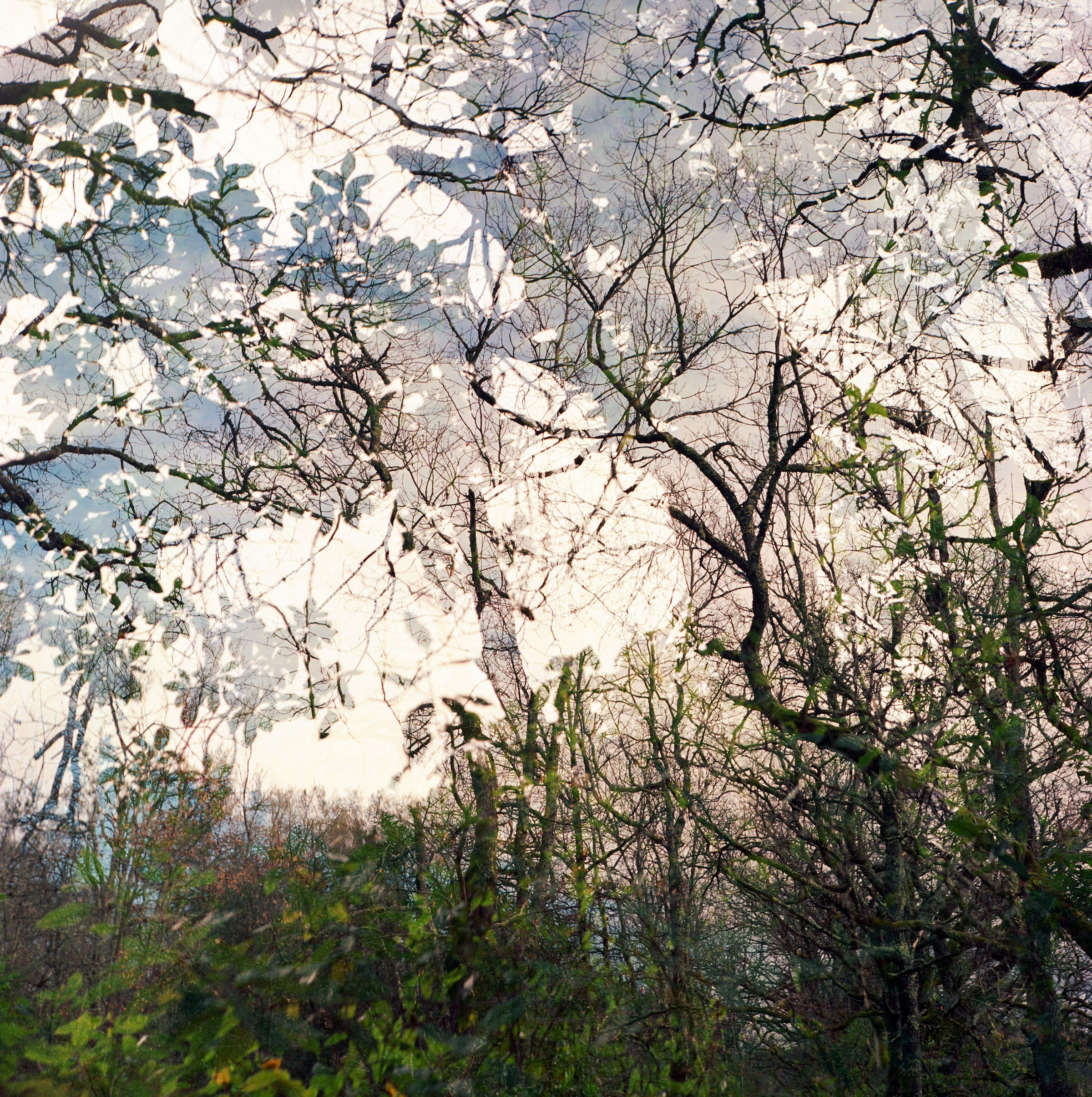 Oak Forest Winter art print