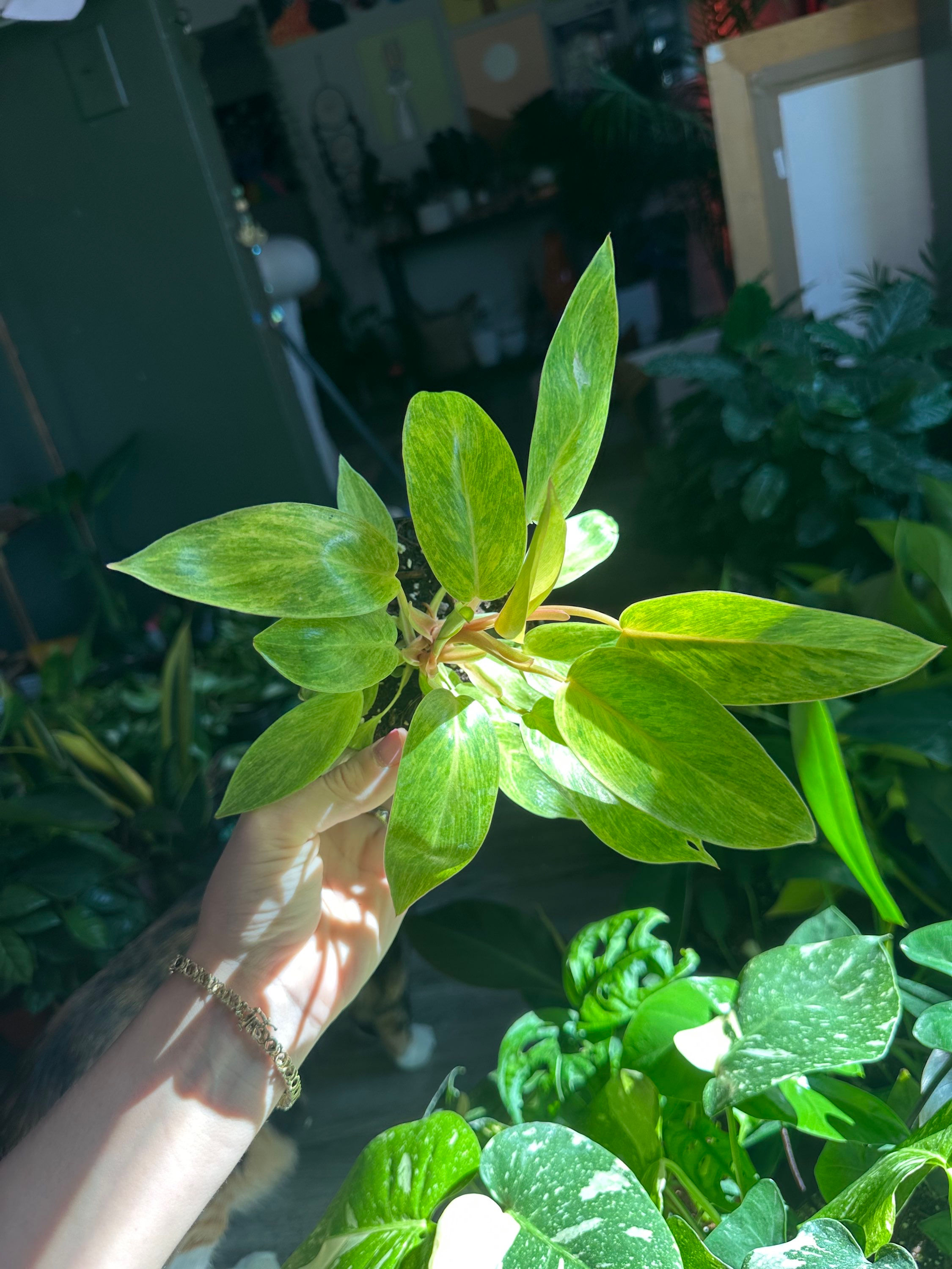 Philodendron Painted Lady 4”