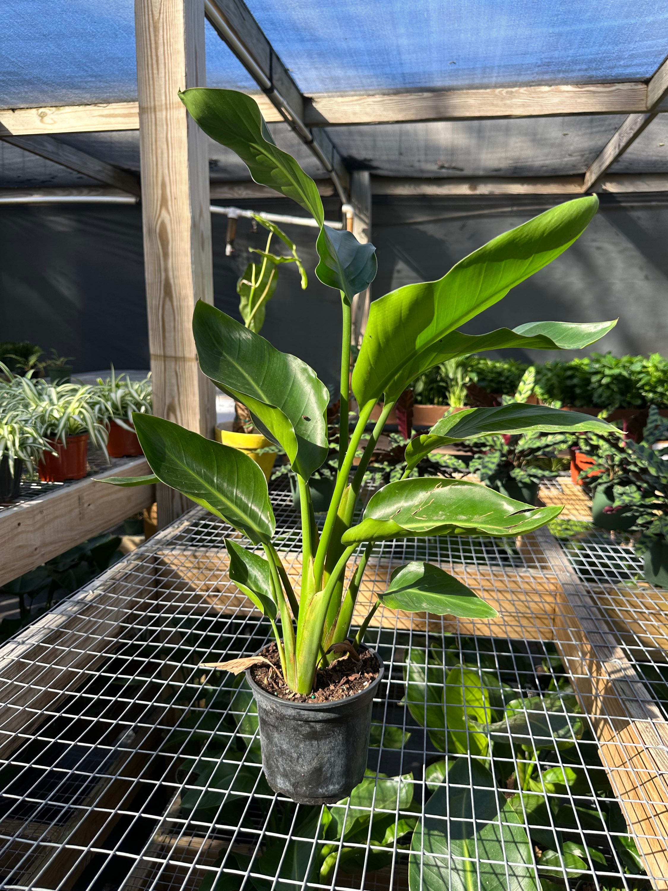 Bird of Paradise (white) 6”/1Gal (LOCAL)