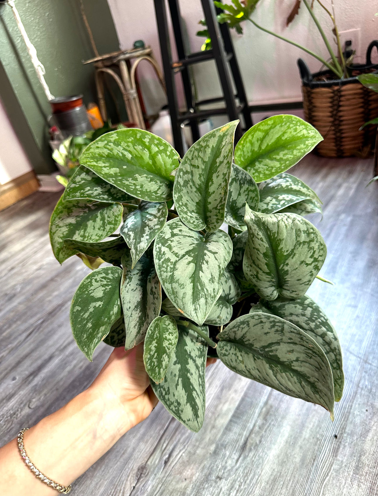 Scindapsus Exotia 6”/1Gal (LOCAL) 