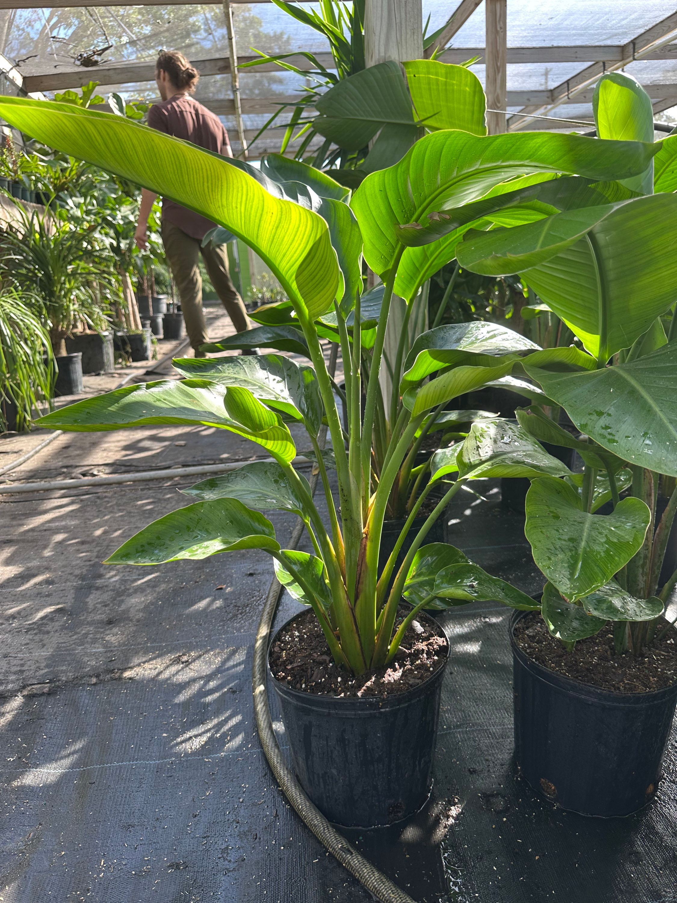 Bird of Paradise WHITE 3G (LOCAL)