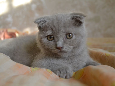 Say “NO” to Scottish Folded Ear Cats: Painful Truth behind Cat Businesses