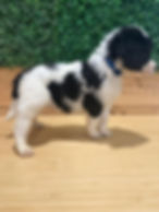 Mr Blue - Available