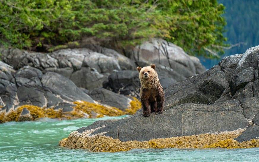 Looking at You (Great Bear Rainforest)