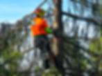 TreeTrimming (final).jpg