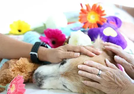 Pet Cremation Services