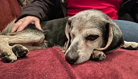 Pet Euthanasia at Home