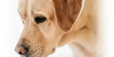 in home pet euthanasia services