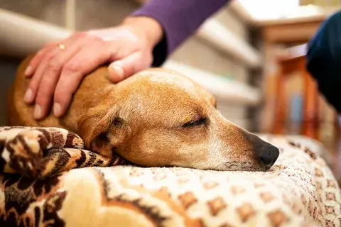 pet euthanasia spokane valley