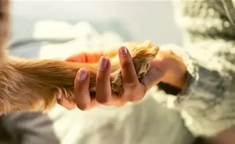 in home pet euthanasia