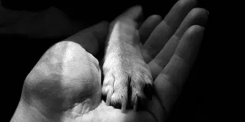 Call Vet Valet for Pet Euthanasia at Home Services