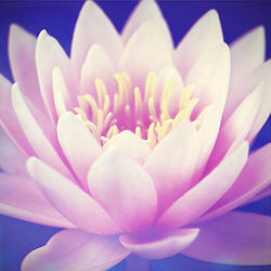 A flower that represents the healing