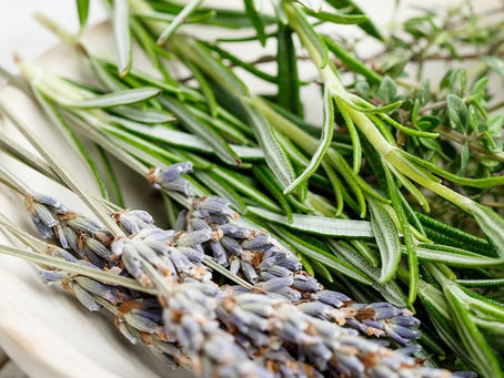 Lawenda w ziołolecznictwie