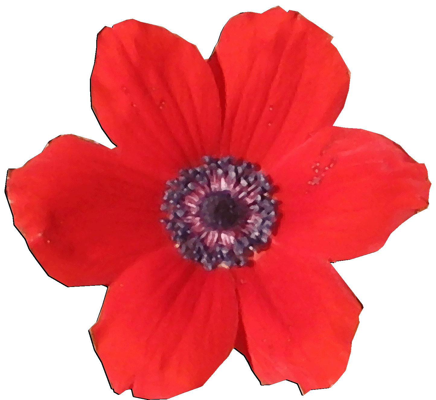 FlowerRedPoppy_Israel_jackman.gif