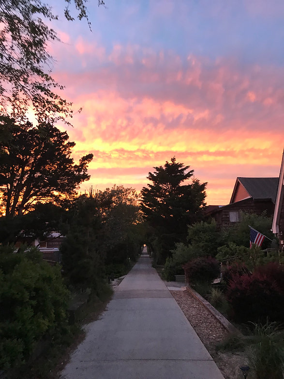 Tree Tunnel Sunset.jpeg