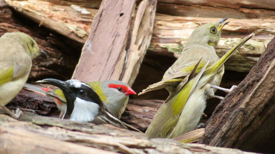 Fuscous Honeyeater, White-faced Honeyeater, Red-browed Finch