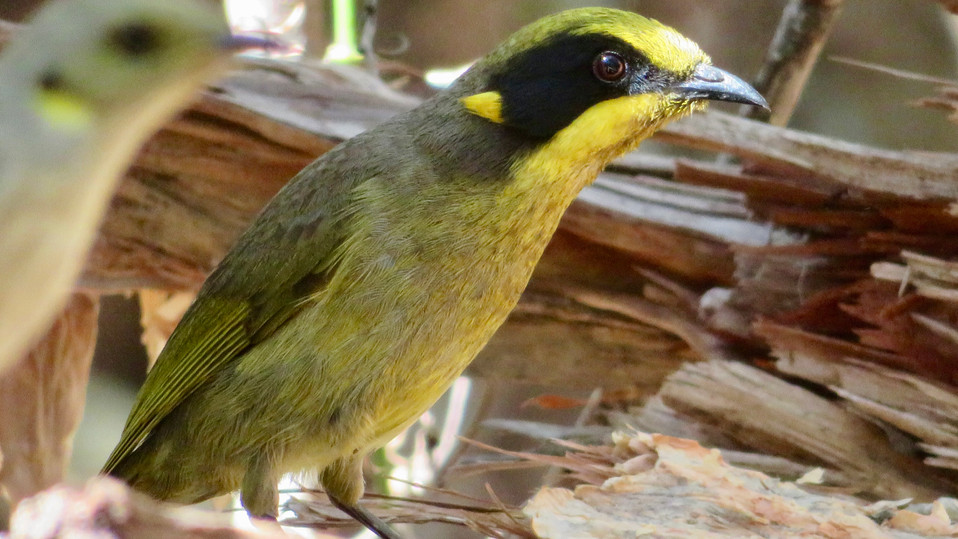 Yellow-tufted Honeyeater