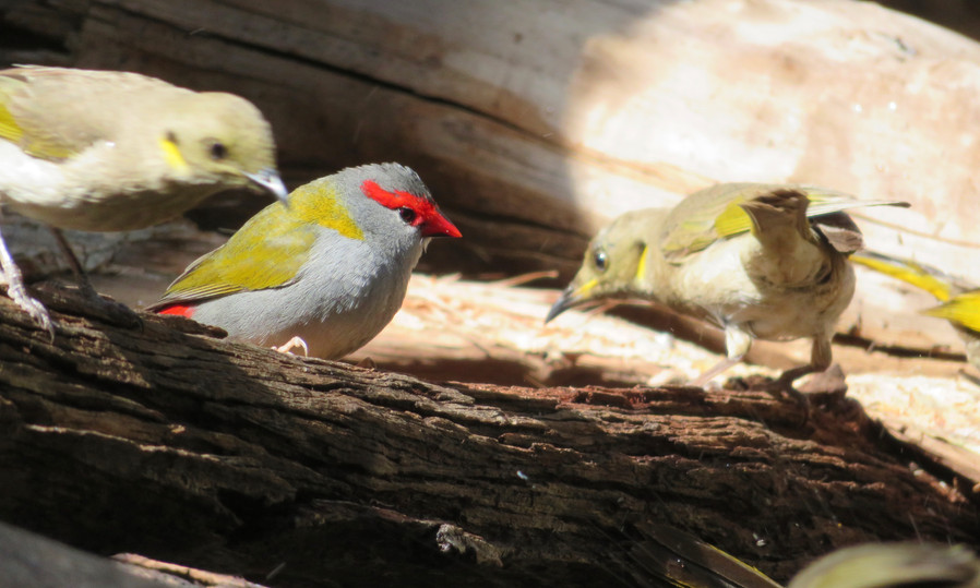 Red-browed Finch