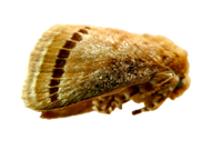 Wattle Cup Moth (Calcarifera ordinata)