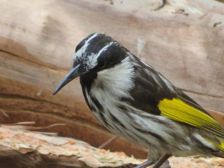 White-cheeked Honeyeater