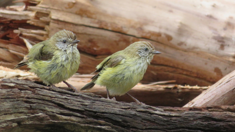 Brown Thornbill