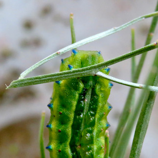 Wattle Cup Moth (Calcarifera ordinata) caterpillar