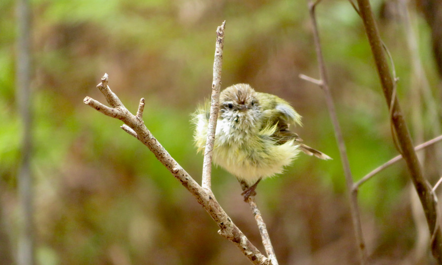 Brown Thornbill