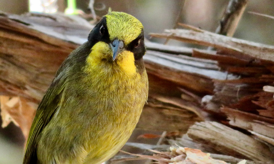Yellow-tufted Honeyeater