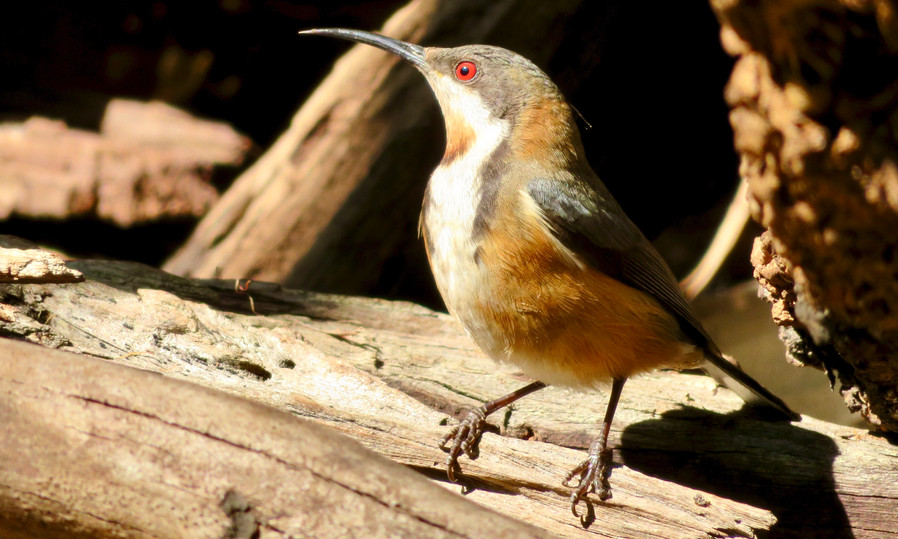 Eastern Spinebill