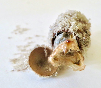 Wattle Cup Moth (Calcarifera ordinata) cocoon