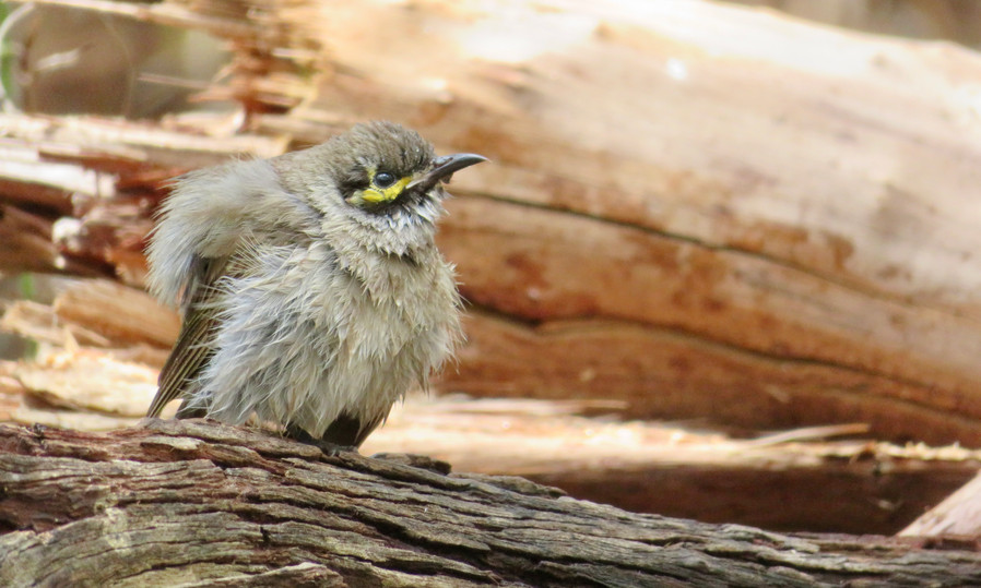 Yellow-faced Honeyeater