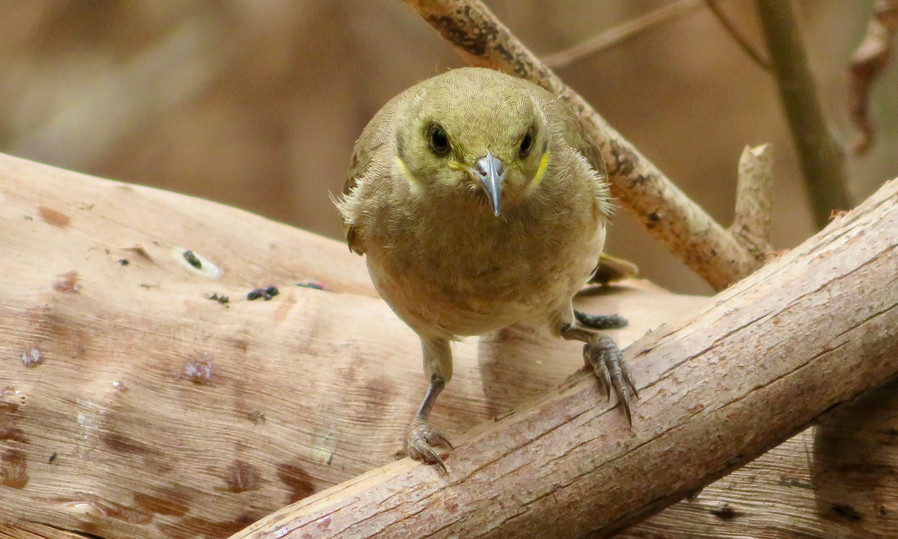 Fuscous Honeyeater